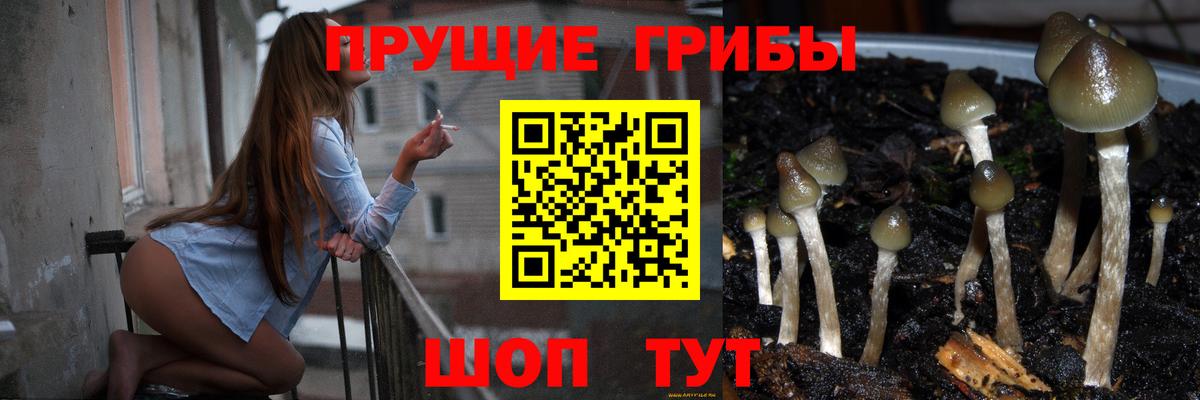 Псилоцибиновые грибы Psilocybine cubensis Чистополь